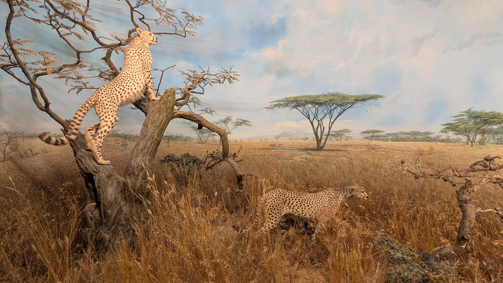 Diorama Geparden