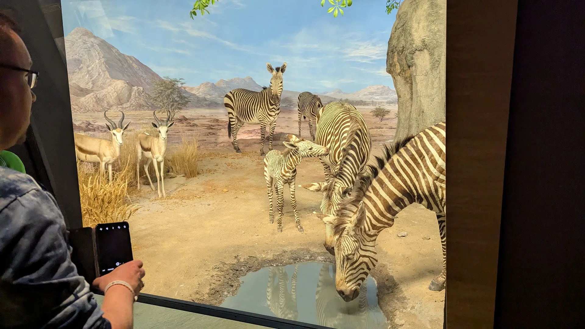Diorama Zebras