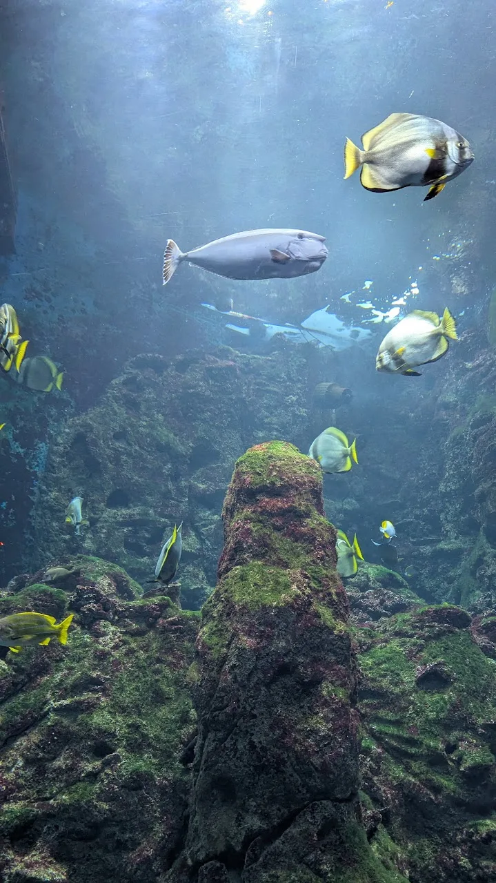 Fische im Aquarium